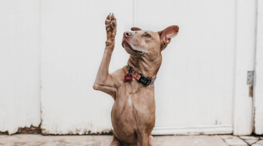 ¿Cómo puedo hacer mi perro más inteligente?