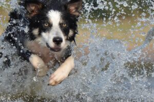 Educación canina para no expertos