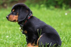 Socialización de los cachorros 