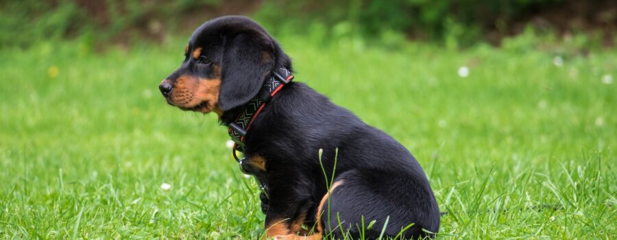 Socialización de los cachorros 