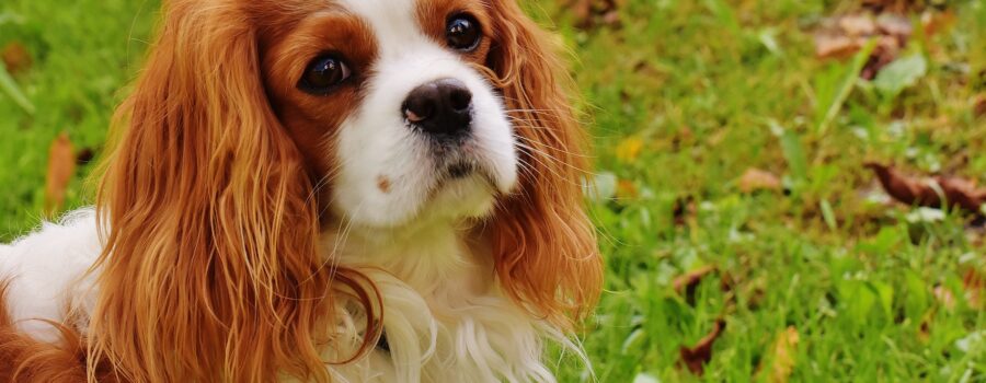 Los perros y sus emociones en situaciones diferentes