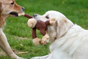 Hospedaje Canino Alemán en Lima: Tu Guía Completa