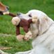 Programa de educación canina