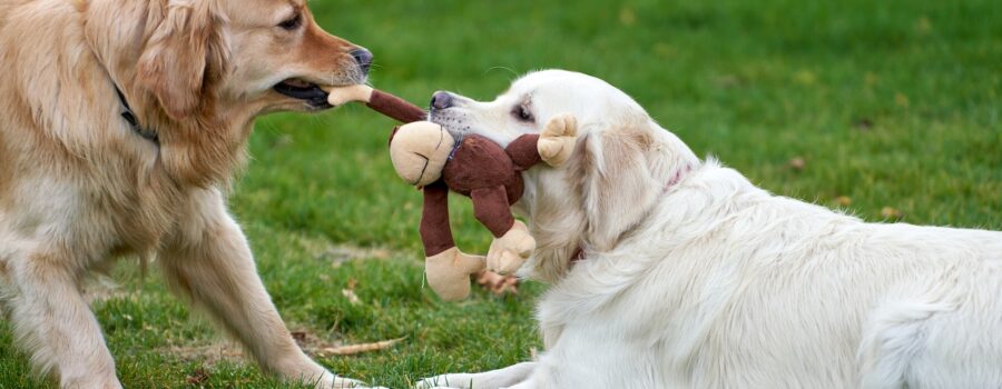 Hospedaje Canino Alemán en Lima: Tu Guía Completa