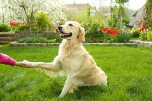 ¿Cuales son las razas de perros más familiares?