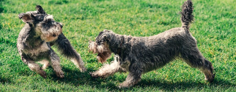 ¿Cuales son los juegos qué estimulan a mi perro y puedo hacer cada día?