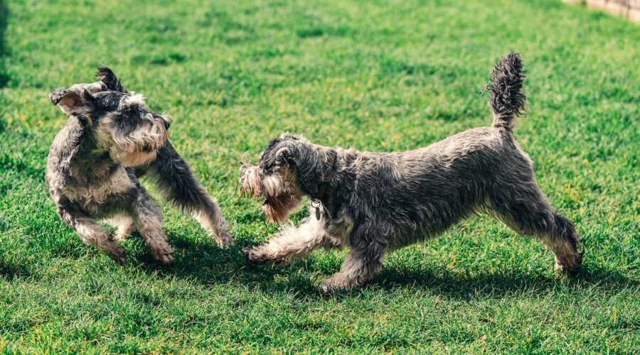 ¿Cuales son los juegos qué estimulan a mi perro y puedo hacer cada día?