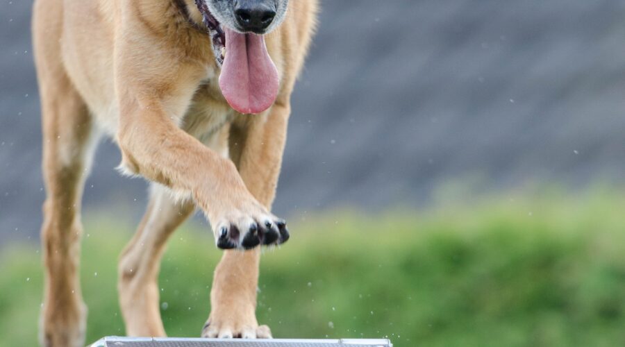 ¿Cómo trabajar con un perro hiperactivo?