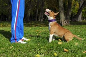 ¿Cuáles son los juegos más importantes que puedo practicar con mi perro cada día?