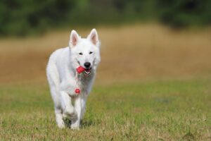 ¿Cuales son las razas de perros más inteligentes?