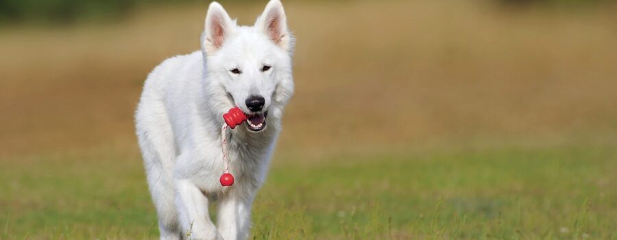 ¿Cuales son las razas de perros más inteligentes?