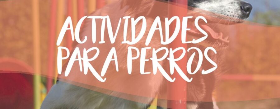 Con más de 40 años de experiencia profesional, brindamos soluciones personalizadas para dueños que buscan fortalecer el vínculo con sus mascotas, garantizar su bienestar y mejorar su convivencia diaria.