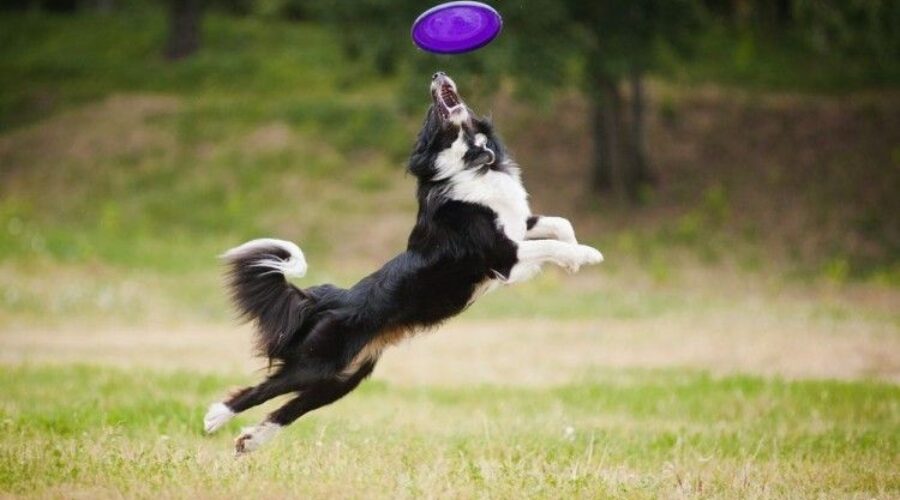 ¿Cuáles son los puntos más importantes en psicología del perro?