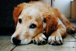 El amor entre el humano y su perro