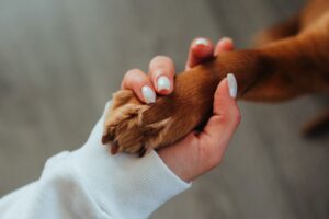 ¿Qué incluye terapia para perros?