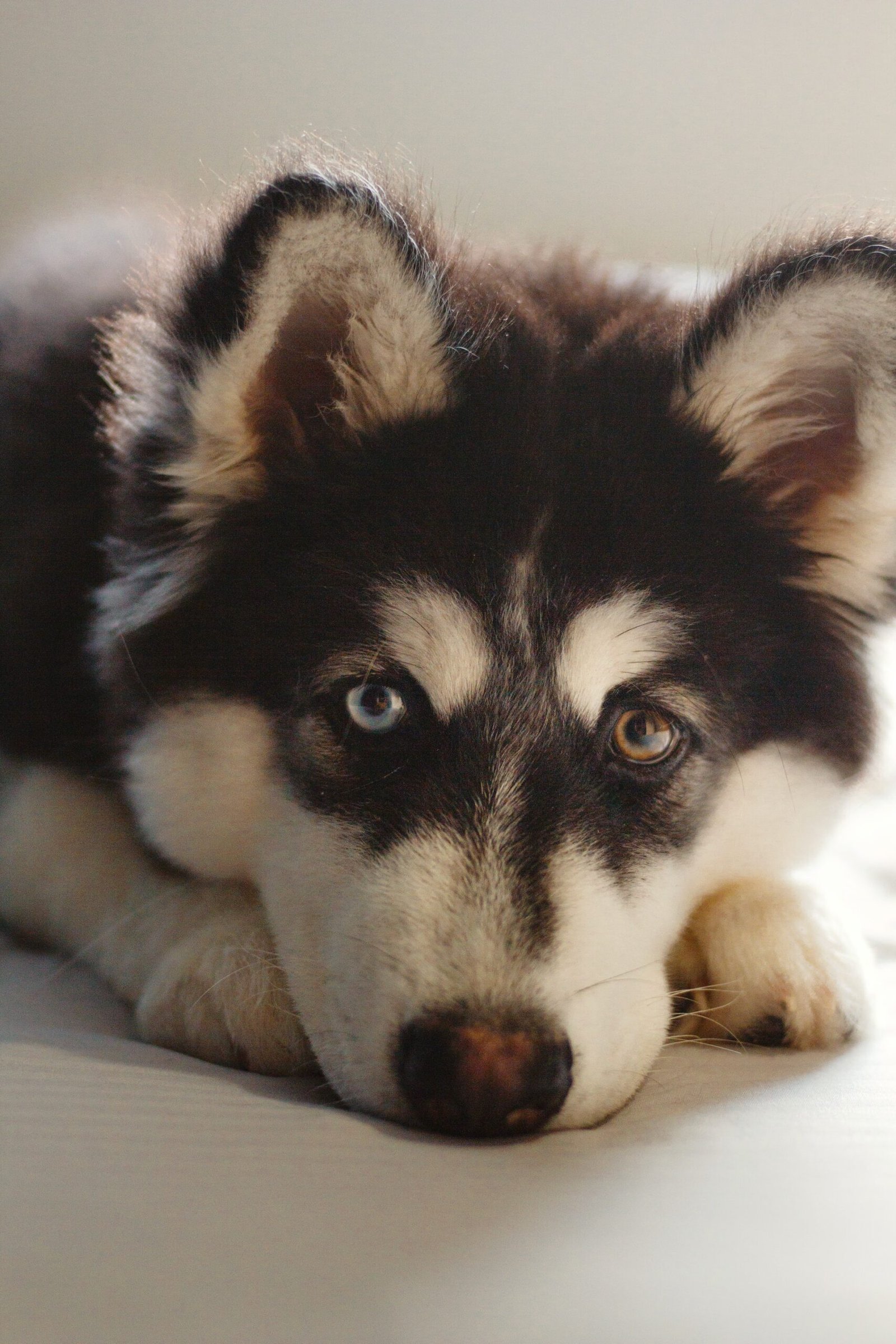 Un cachorro husky de ojos claros descansa atento