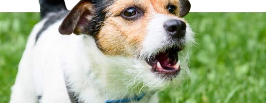¿Cómo evitar qué un perro ladre excesivamente?