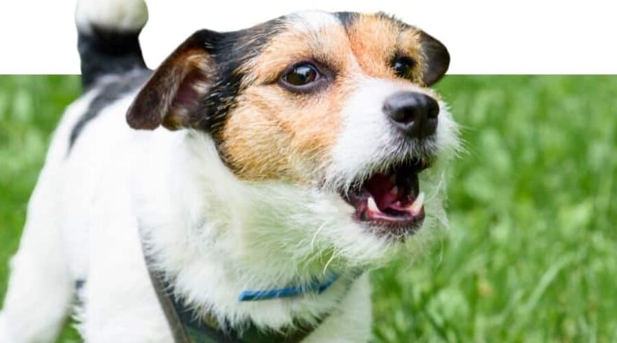 ¿Cómo evitar qué un perro ladre excesivamente?