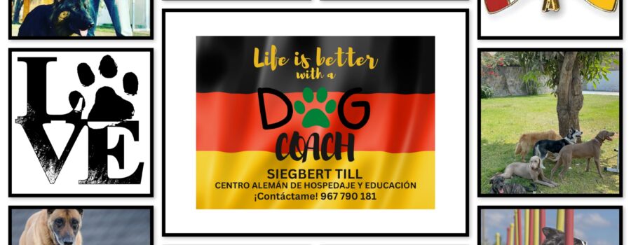 En Dog Coach Expert Lima, dirigido por el experto Siegbert Till, ofrecemos una experiencia de hospedaje premium que garantiza el bienestar físico y emocional de tu perro.