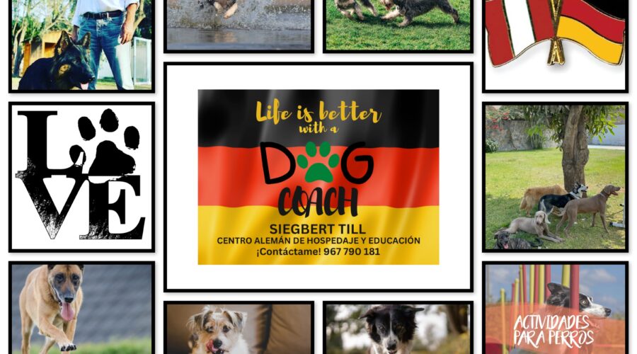 En Dog Coach Expert Lima, dirigido por el experto Siegbert Till, ofrecemos una experiencia de hospedaje premium que garantiza el bienestar físico y emocional de tu perro.
