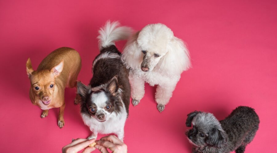 ¿Cómo liderar tu perro en cada situación?