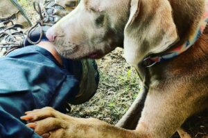 Investigación sobre las Formas más Importantes de Educación Canina: Pros y Contras