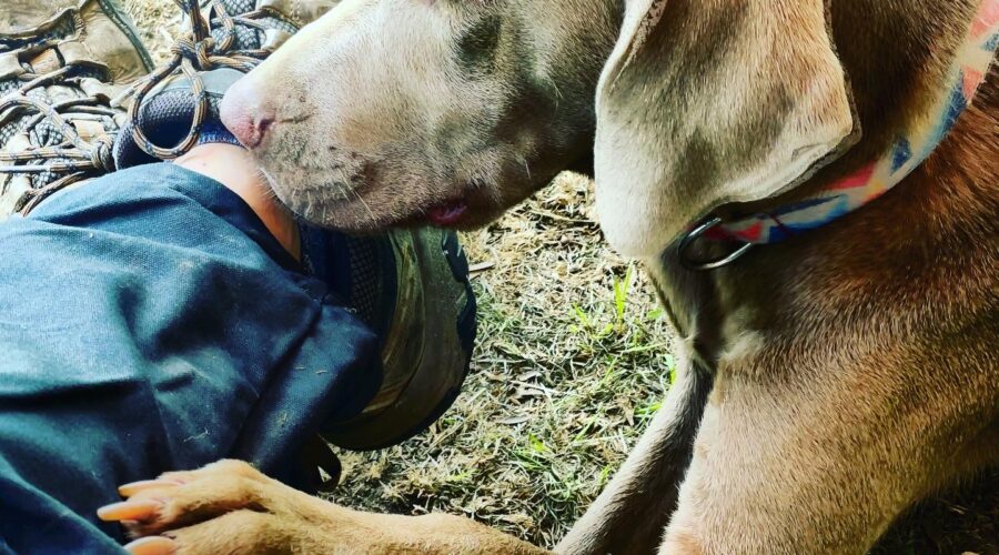 Investigación sobre las Formas más Importantes de Educación Canina: Pros y Contras