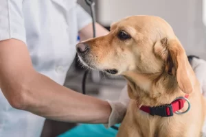 Alimentación natural para un perro con problemas renales