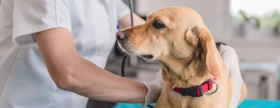 Alimentación natural para un perro con problemas renales