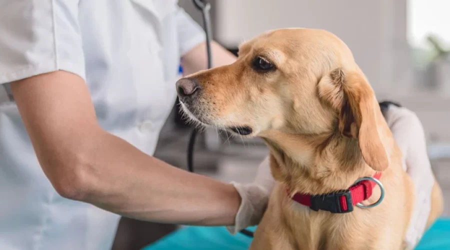 Alimentación natural para un perro con problemas renales