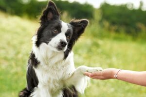 Conoce a tu perro: La clave para una socialización exitosa – Consejos del experto en comportamiento canino, Siegbert Till