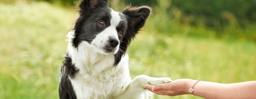 Conoce a tu perro: La clave para una socialización exitosa – Consejos del experto en comportamiento canino, Siegbert Till