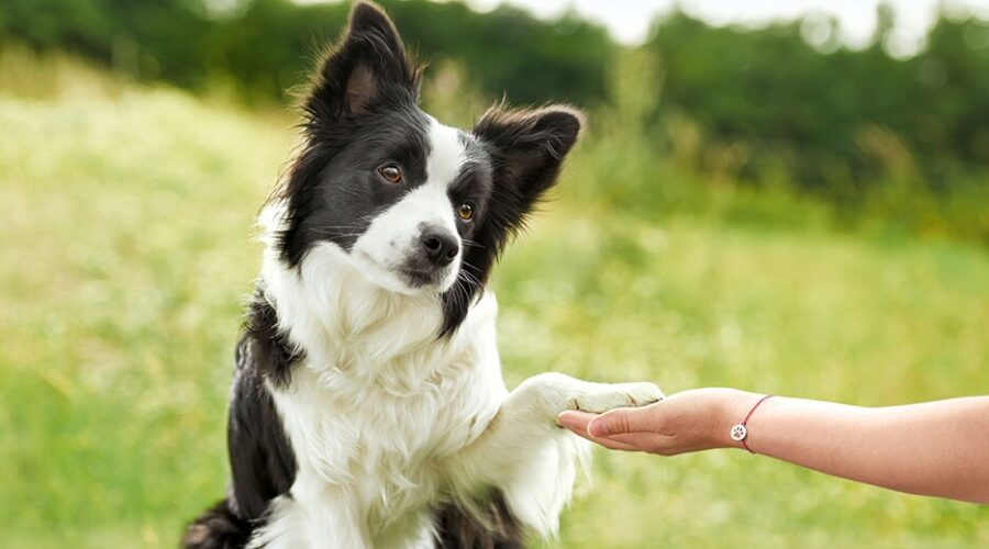 Conoce a tu perro: La clave para una socialización exitosa – Consejos del experto en comportamiento canino, Siegbert Till