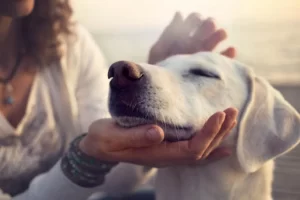 Descubre los secretos para una vida feliz y relaciones mejoradas con Dog Coach Expert