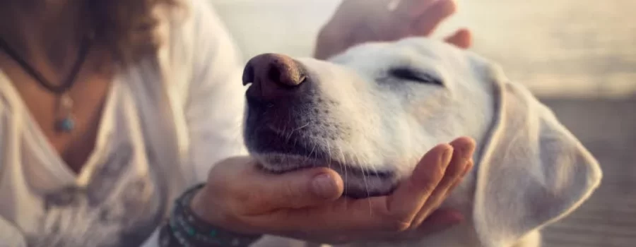 Descubre los secretos para una vida feliz y relaciones mejoradas con Dog Coach Expert