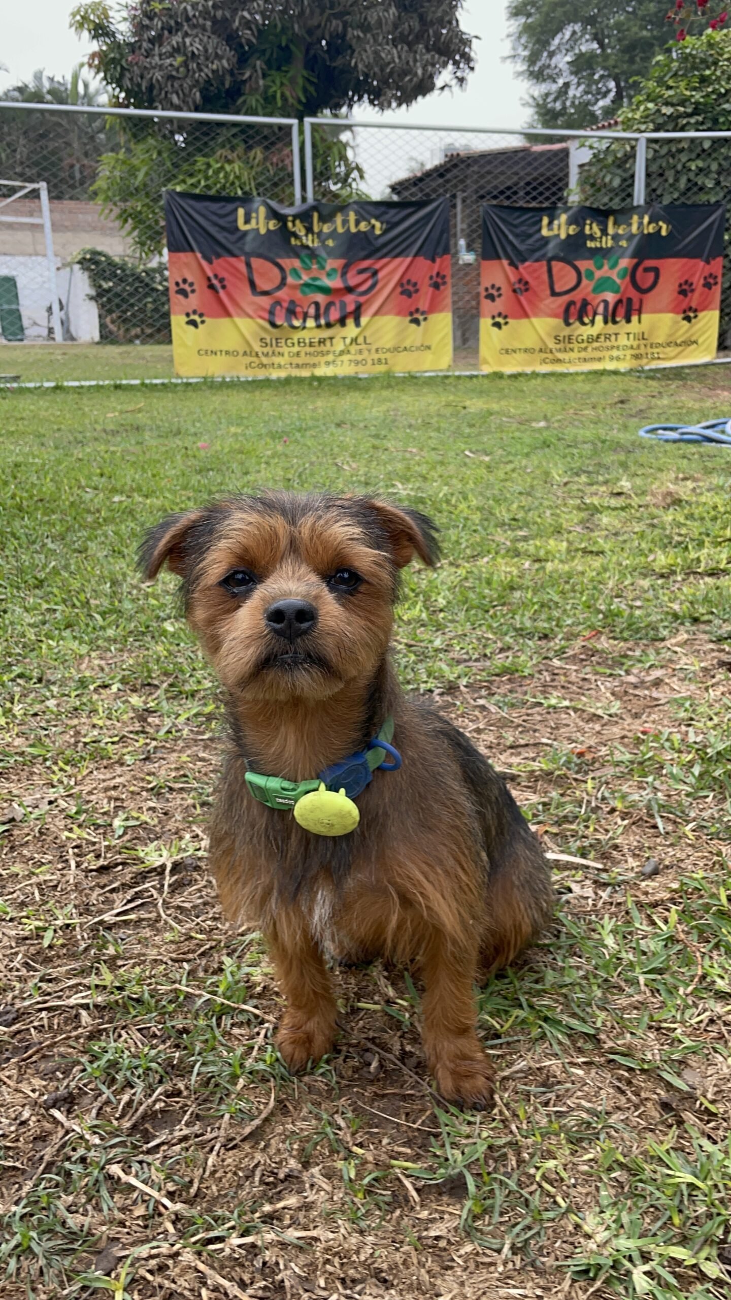 Perro pequeño sentado en el jardín de Dog Coach Expert