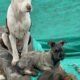Mi perro tiene miedo a los cohetes: qué hacer antes, durante y después