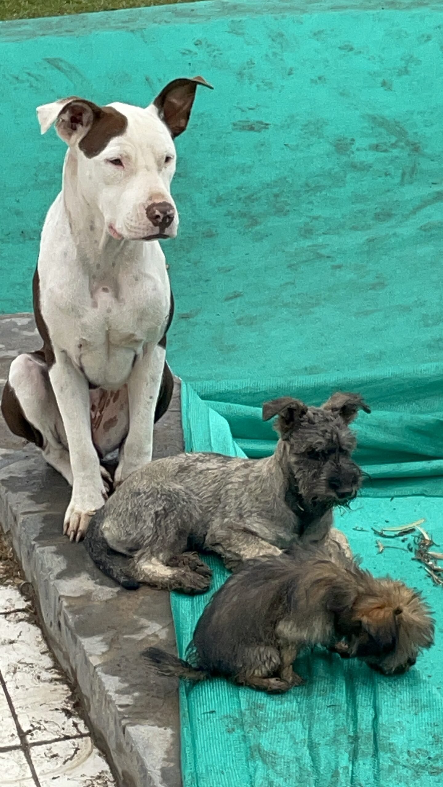 Dos perros comparten un momento de descanso al aire libre