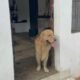 Mi perro ataca a mi otro perro: causas y qué hacer