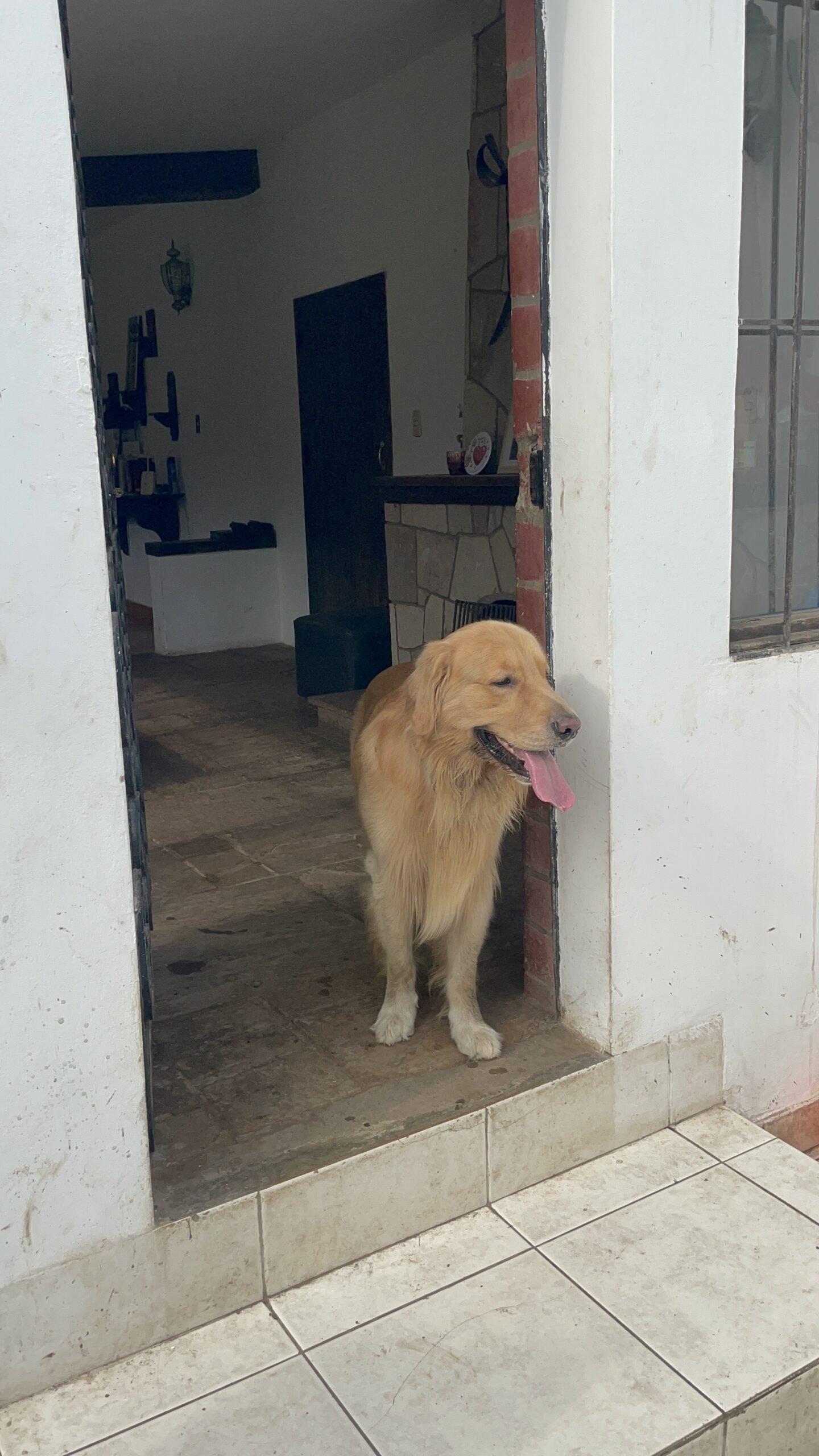 Un golden retriever descansa junto a la entrada