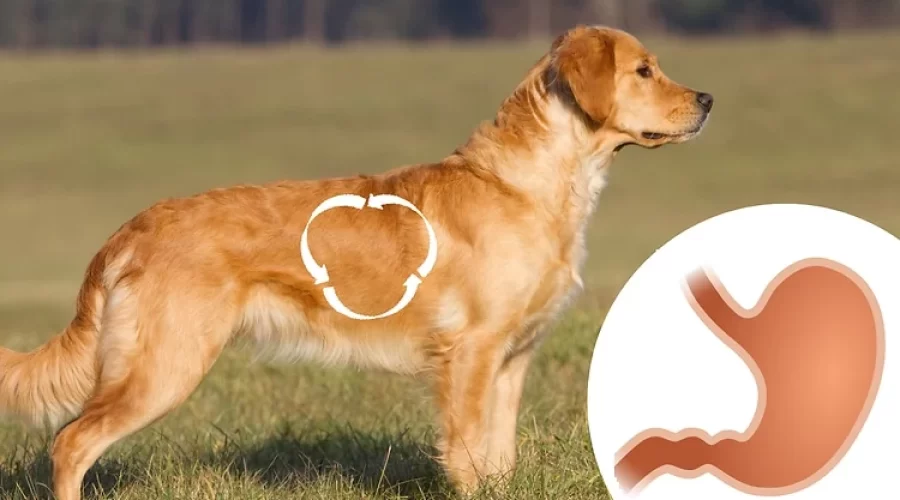 ¿Cómo regenerar el sistema digestivo de un perro con los alimentos adecuados?