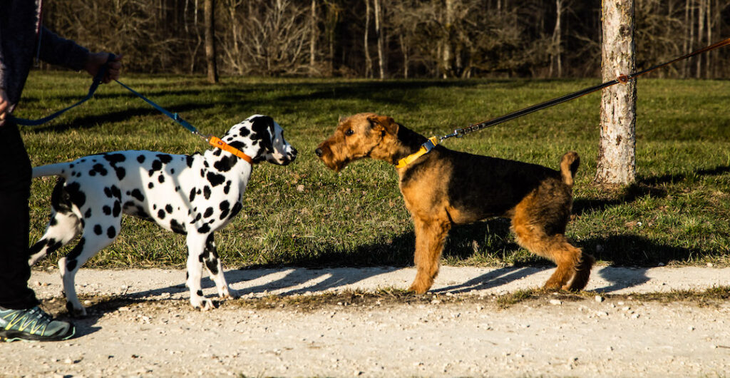 En momentos de estrés, la calma es fundamental para mantener una relación armoniosa con tu perro.