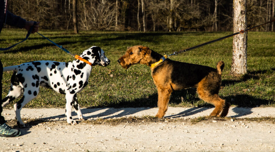 ¿Cómo preparar el encuentro de tu perro macho con otros perros machos?