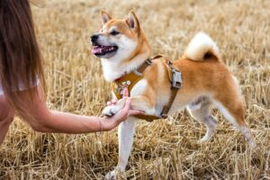 ¿Dónde están los limites de la educación con reforzamiento positivo para perros?