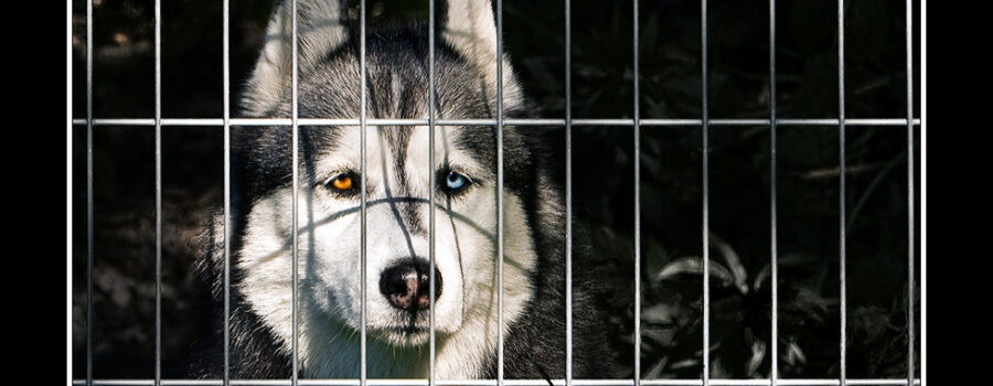 La Prisión Moderna del Perro: Una Mirada a los Efectos del Aislamiento y la Falta de Estímulos en la Salud Canina