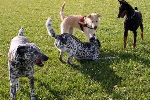 Las Formas de Comunicación Canina: Cómo Reconocer Situaciones Peligrosas y Actuar Adecuadamente