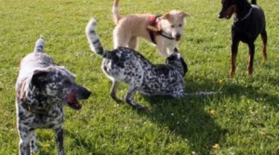 Las Formas de Comunicación Canina: Cómo Reconocer Situaciones Peligrosas y Actuar Adecuadamente