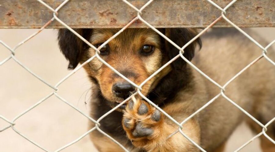 ¡Adopta un perro y salva una vida!