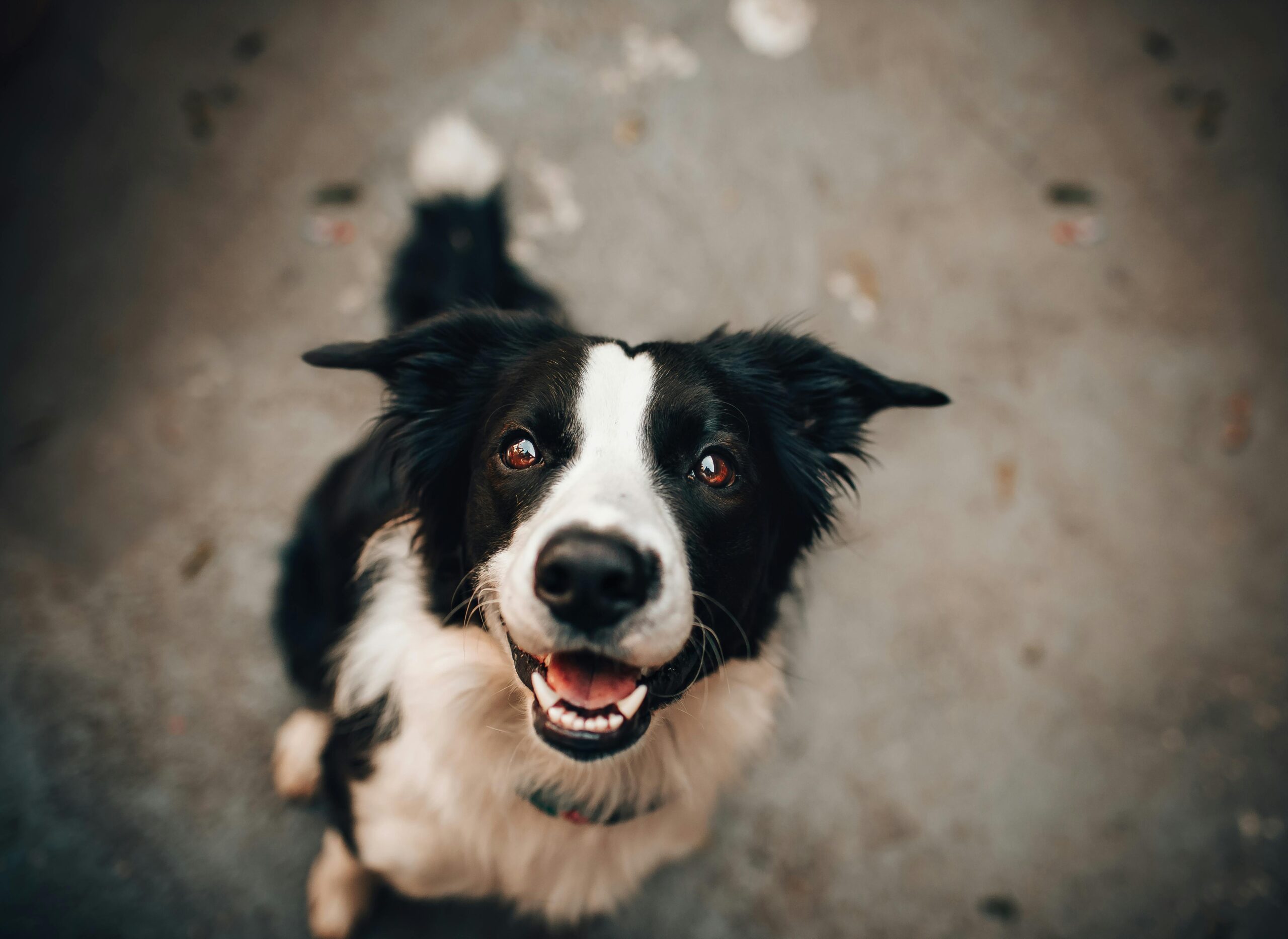 Los perros no solo son nuestros compañeros fieles y leales, sino también grandes maestros. Con su comportamiento y actitudes, nos enseñan valiosas lecciones que pueden mejorar nuestra vida diaria. Descubre en este blog cómo los perros pueden ser una fuente inagotable de sabiduría y aprendizaje.