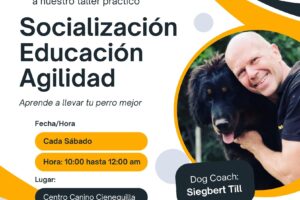 Los fines de semana de entrenamiento y socialización en Dog Coach Expert